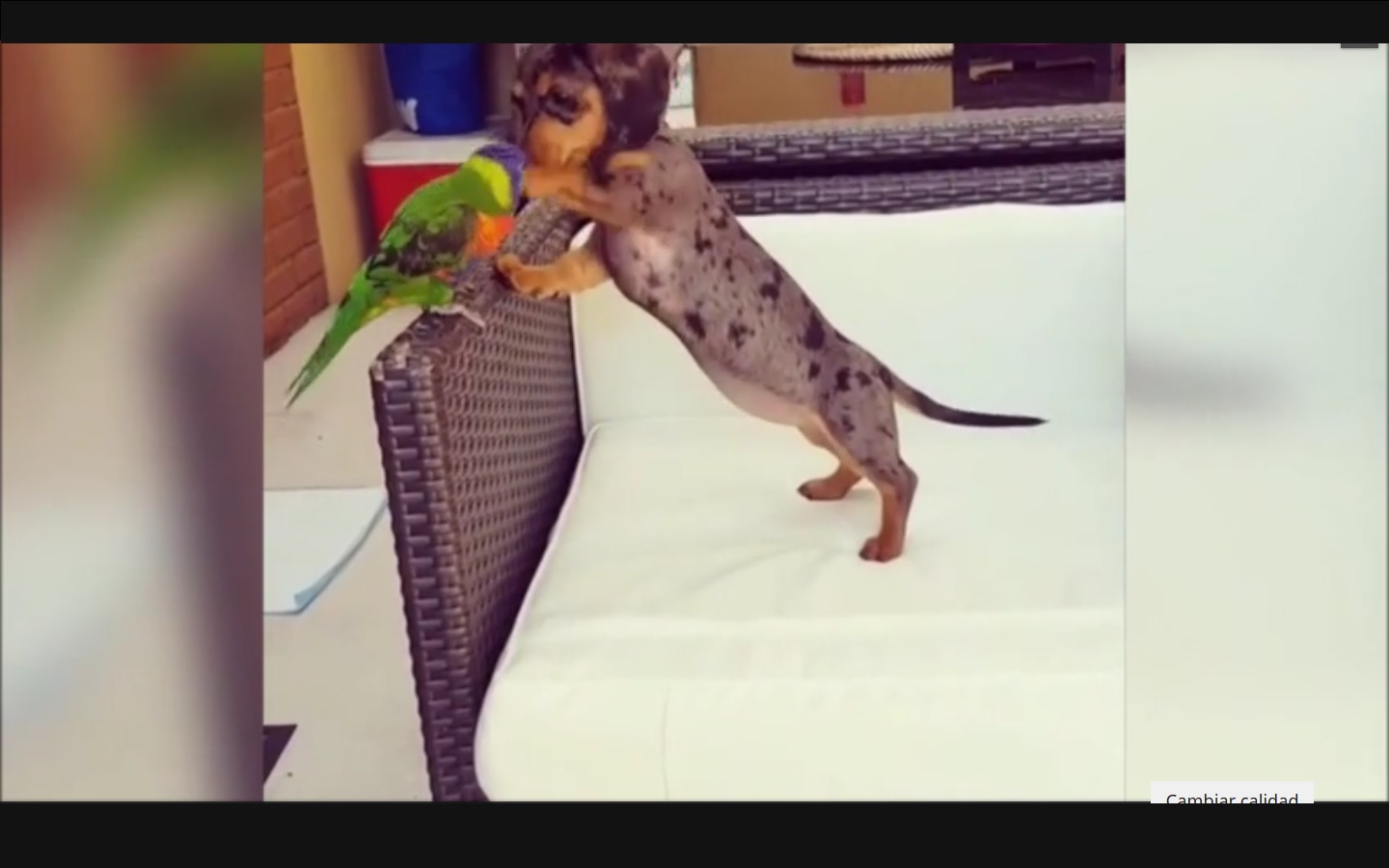 Captura de video  Dailymotion.