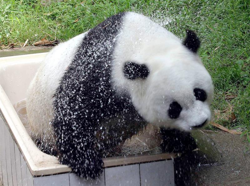 Fotografía de archivo tomada el 27 de junio de 2004 de la osa panda Basi refrescándose en el zoo de Fuzhou (China). EFE/Archivo