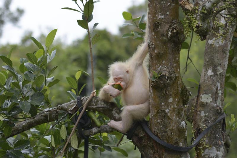 La orangután albina Alba come sobre la rama de un árbol en el Centro de Rehabilitación de Orangutanes de Nyaru Menteng en Kalimatan (Indonesia). EFE/Fundación BOSF