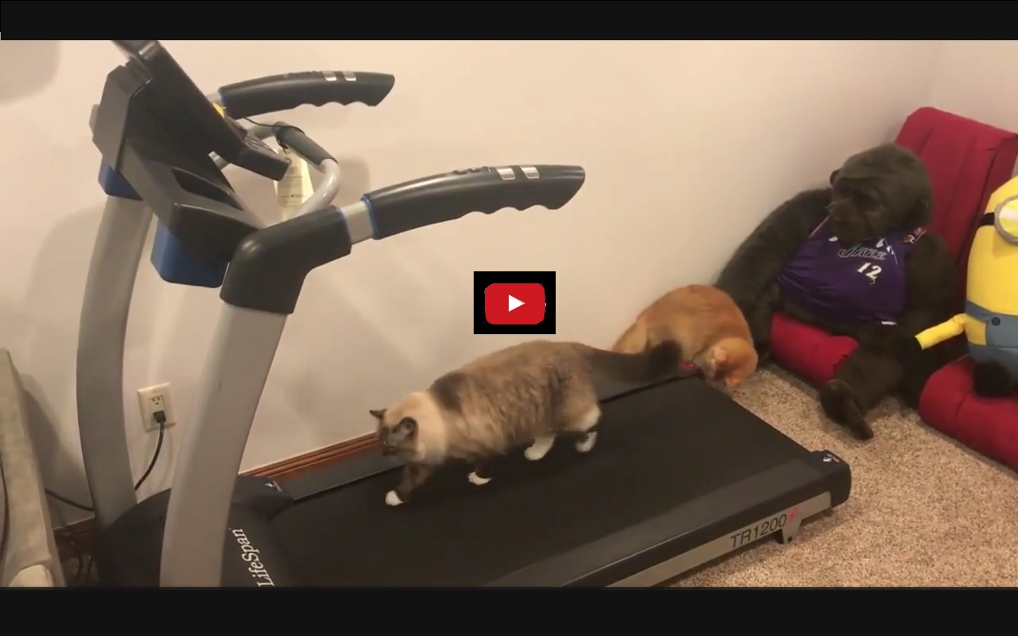 Captura de video  Dailymotion.