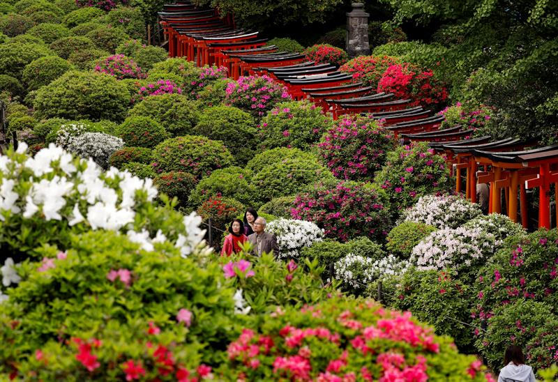 El vínculo observado entre la fluorescencia y la absorción de dióxido de carbono de la planta abre muchas aplicaciones potenciales de esta técnica. /  EFE