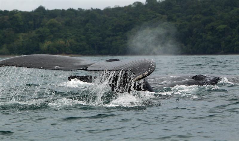 Ballenas jorobadas en el mar frente a la población de Nuquí, en el departamento de Chocó (Colombia). EFE/Archivo