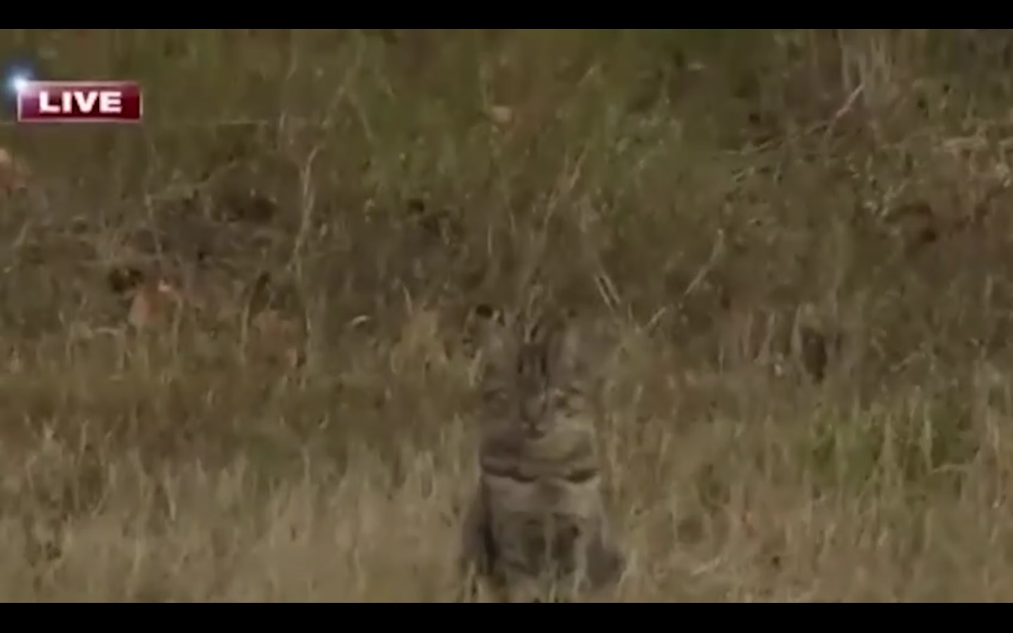 Captura de video  Dailymotion.