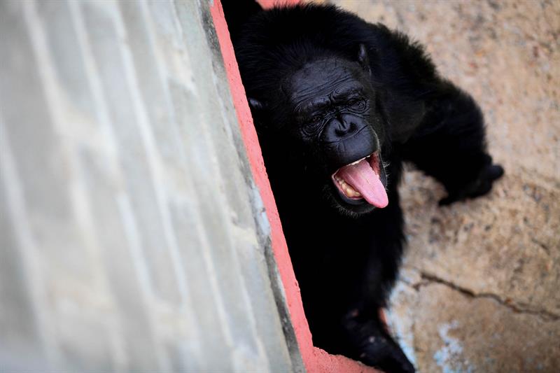 La chimpancé Samantha en el mayor santuario de chimpancés de A. Latina, en Sorocaba (Brasil). EFE/Archivo