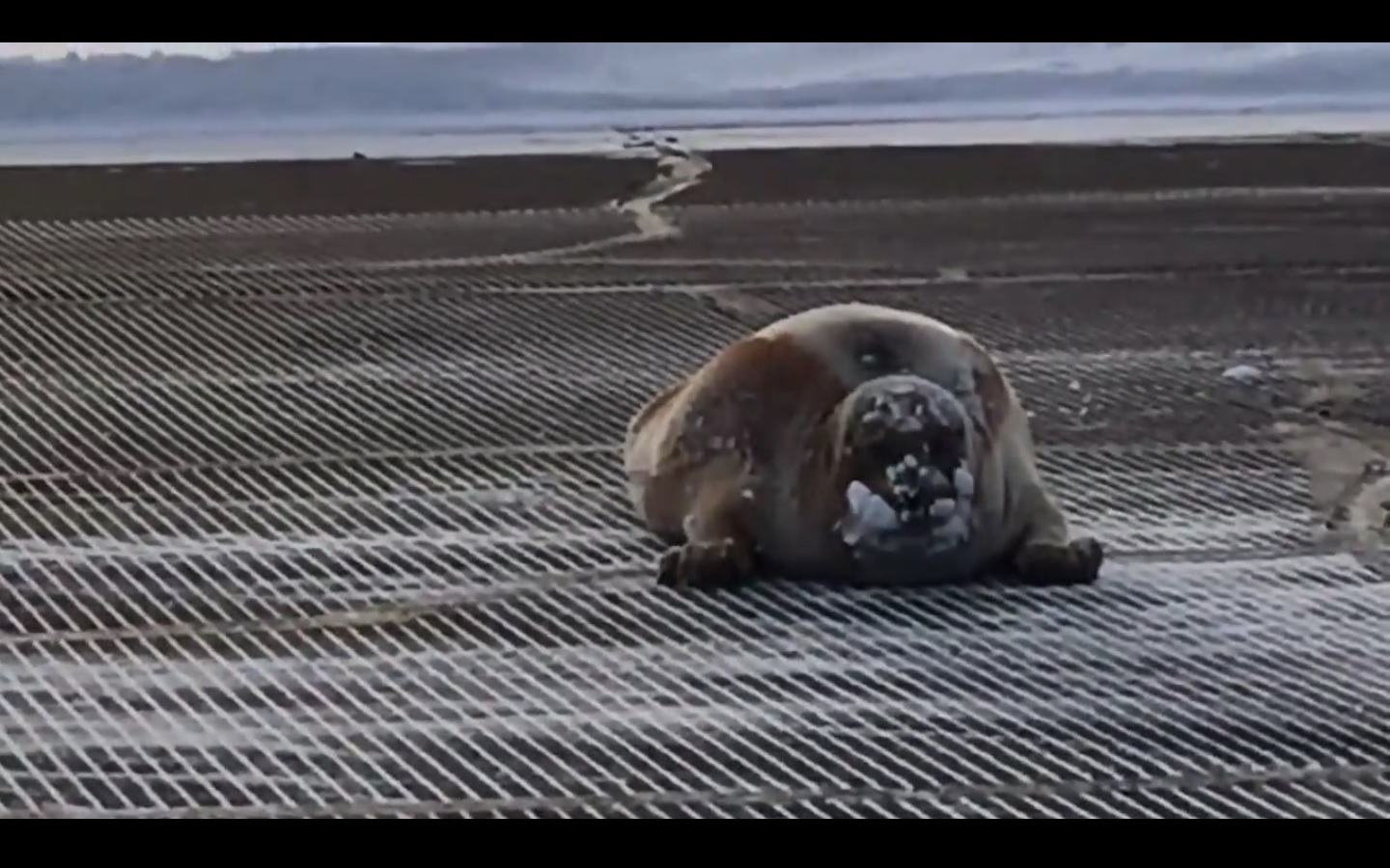 Captura de video  Dailymotion.