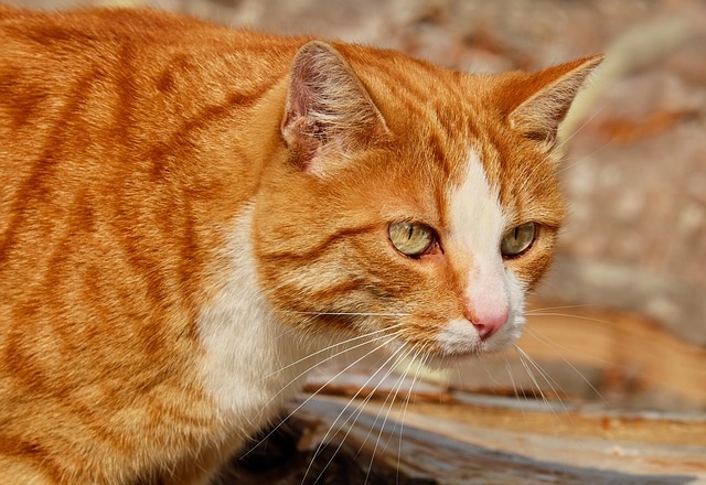 Foto Ilustrativa Pixabay