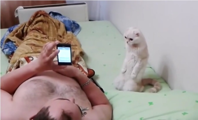 Este gato se siente realmente ruso.  Captura de video: Dailymotion