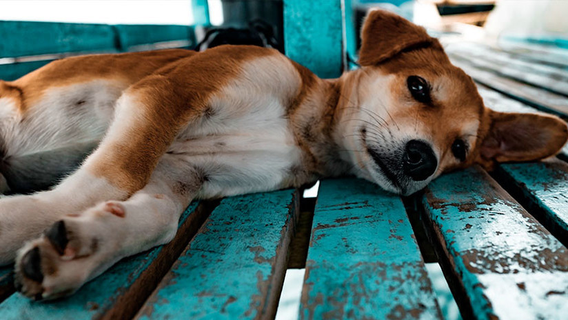 La perrita fue bautizada como 'Nube Viajera' para recordar las circunstancias que rodearon su corta vida. / Foto: Ilustrativa Pixabay