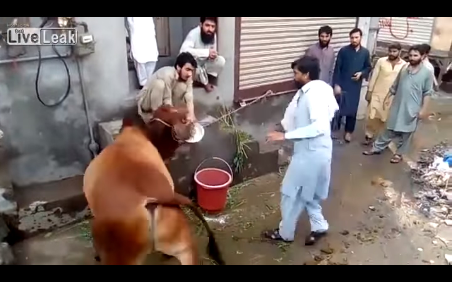Lamentablemente, a pesar de sus esfuerzos, eventualmente  la vaca fue sacrificada.
