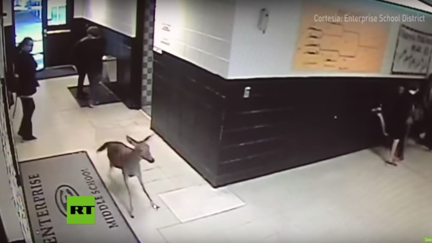 El animalito silvestre se dio su pasada por el Enterprise School District.