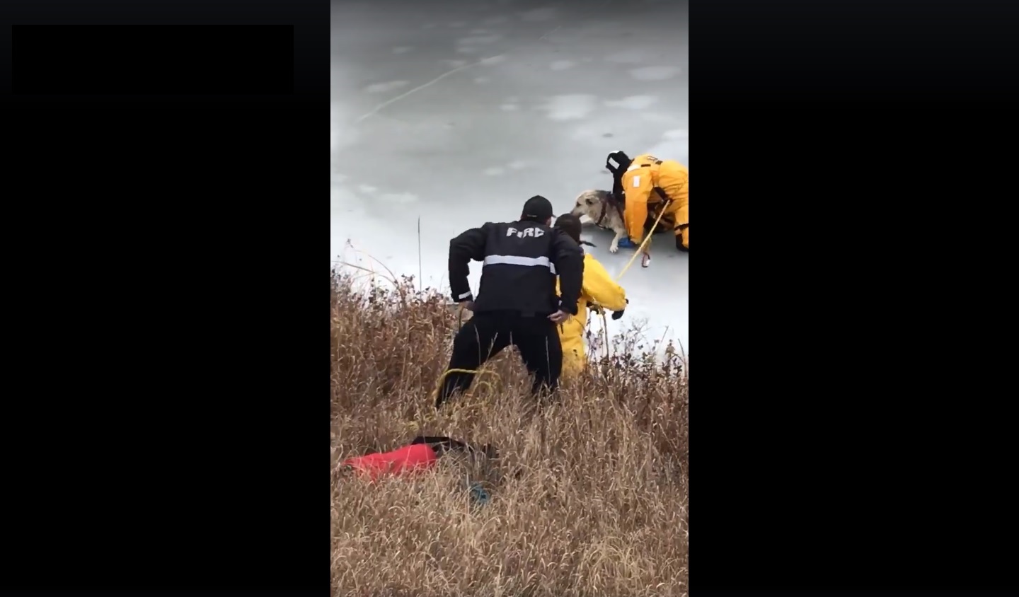 El perro no puso resistencia durante el rescate.