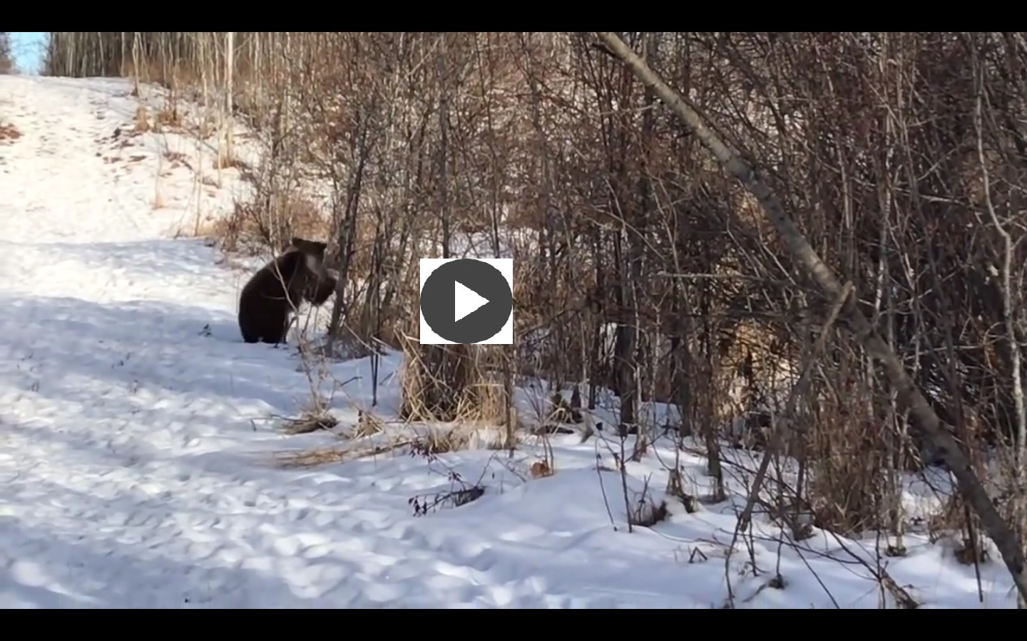 La vida silvestre brinda a quien la aprecia toda clase de escenas.