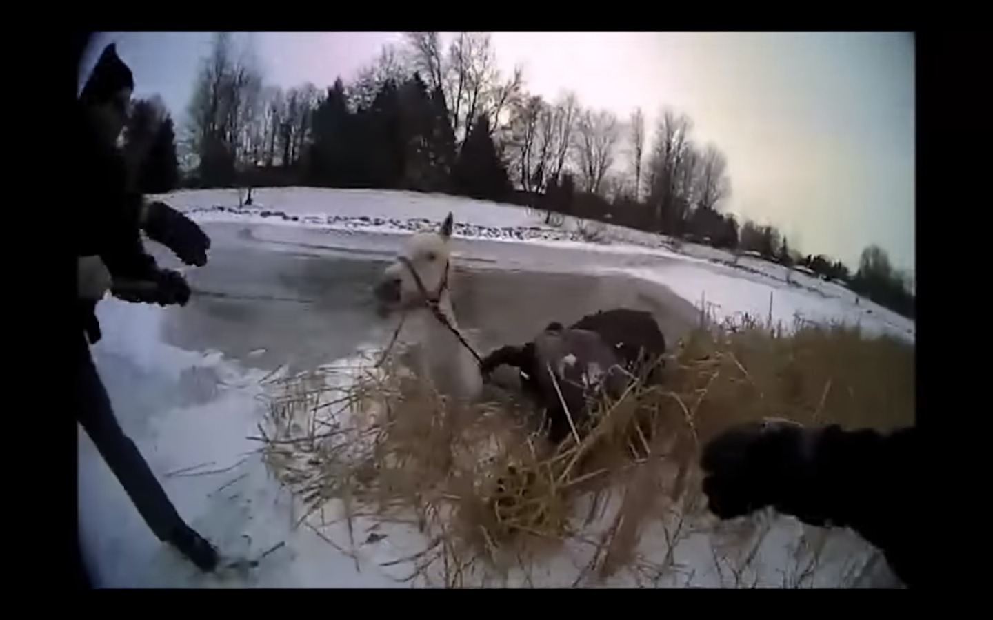 El animal enfrentaba una muerte segura por congelamiento si no hubiera recibido ayuda.