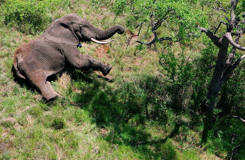 Hay poco personal para cuidar la reserva / Foto: EFE