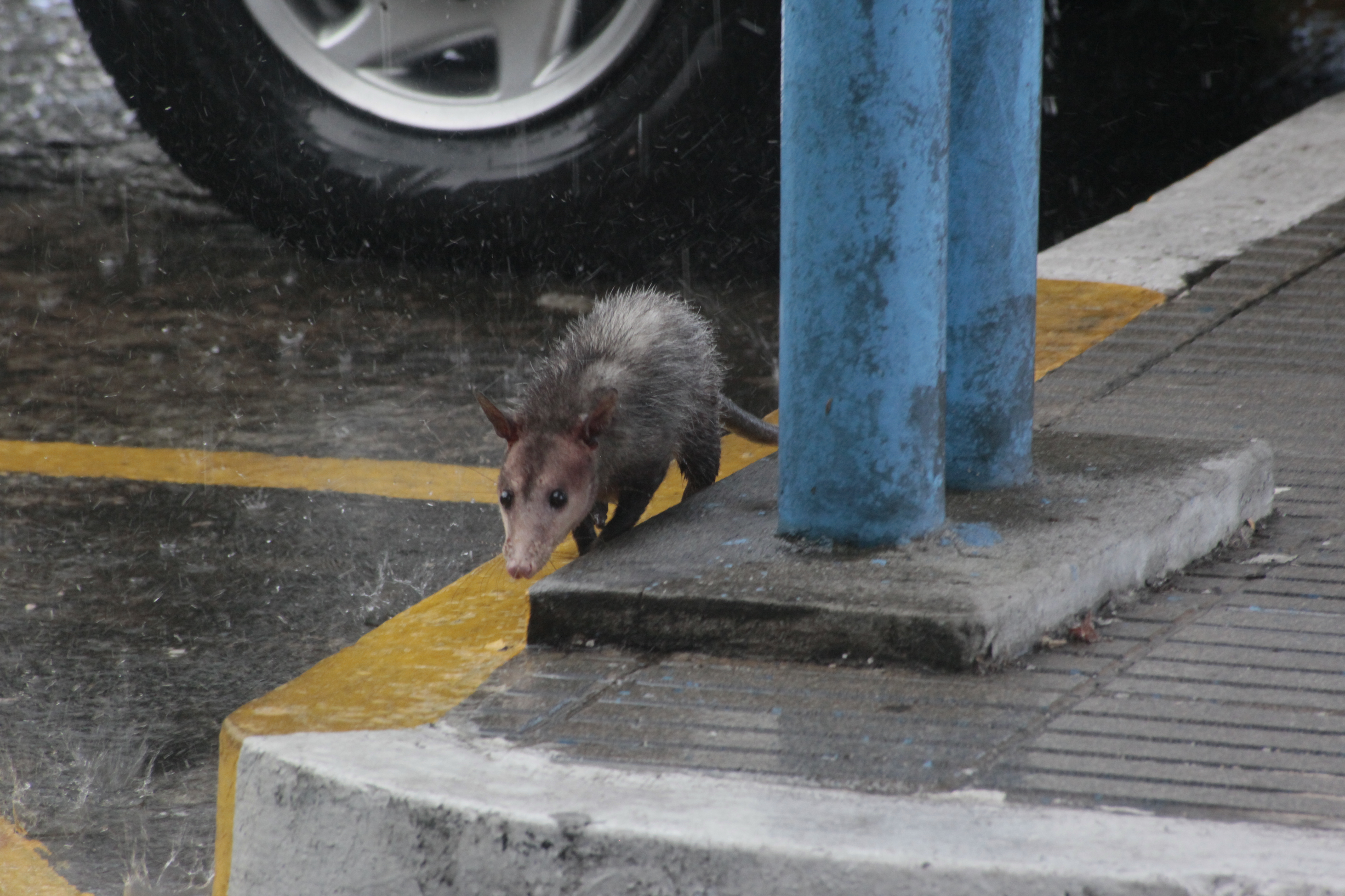 Algunos conocedores afirman que es una hembra y que aparentemente estaba amamantando. /  foto: Víctor Arosemena