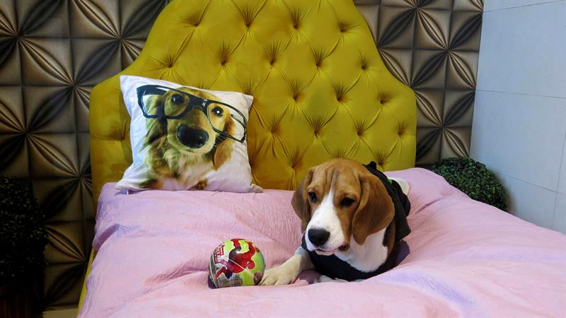 Un beagel juega encima de una cama del hotel de lujo para perros Critterati en Gurgaon, en el norte de la India, el 29 de diciembre de 2017. EFE