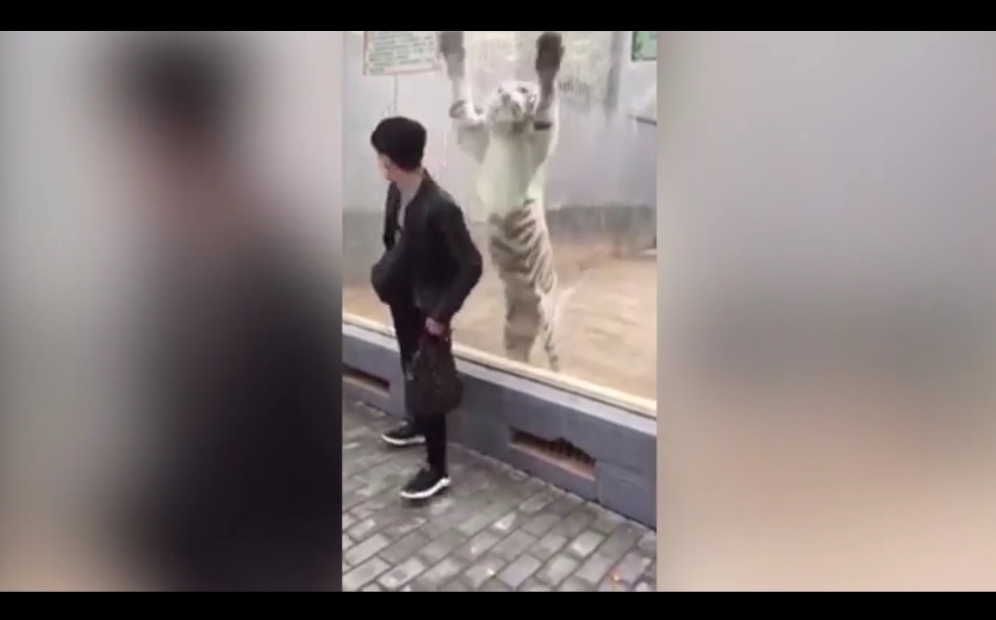 A pesar de que el hombre esperaba una reacción del felino, se llevó tremendo susto.