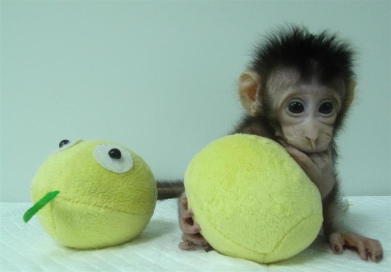 Estos primates, dos macacos de cola larga, fueron creados mediante una transferencia nuclear de células somáticas, es decir, a partir de células del tejido de un primate macaco adulto. EFE/Cortesía de Qiang Sun &amp; Mu-ming Poo/Academia de Ciencias China