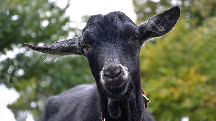 La víctima se pregunto: "¿Acaso es siquiera posible hacer eso?". /  Foto: Ilustrativa- Pixabay