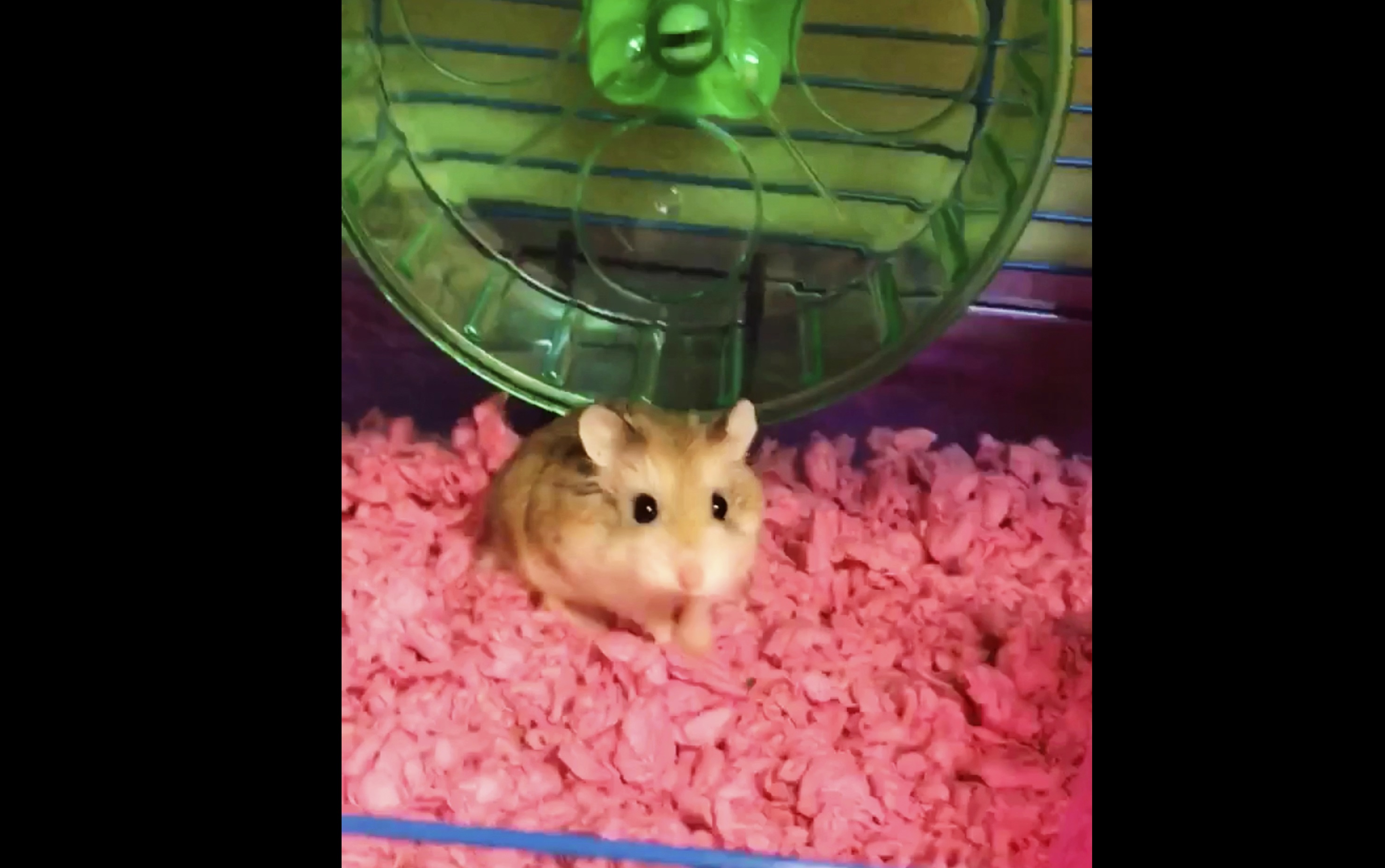 "Ella estaba aterrada. Yo estaba aterrada. Fue horroroso tratar de echarla al inodoro", dijo Aldecosea. "Pasé 10 minutos llorando en el baño".  /  Foto: AP