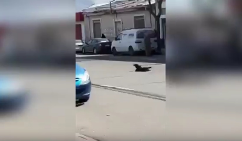 Captura de video  NOTICIAS 24