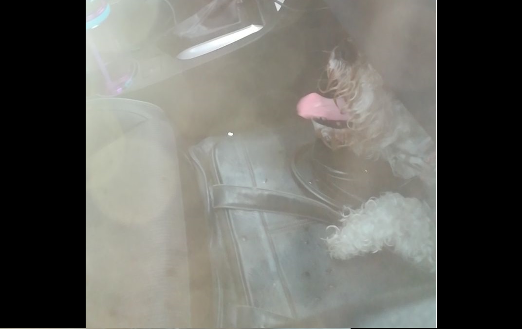 El animal jadea y se babeaba producto del calor que sentía.