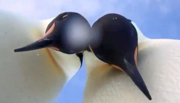 El video en Facebook fue compartido por la División Antártica Australiana. (Captura: Facebook)