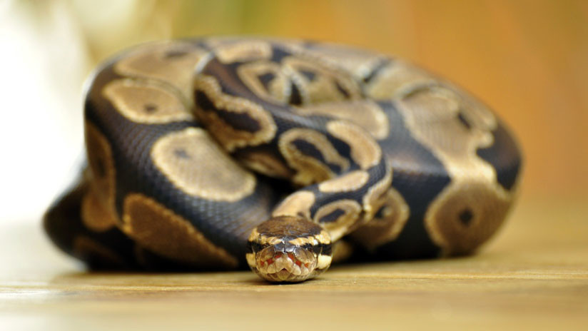 Serpiente pitón. Foto: Pixabay Ilustrativa
