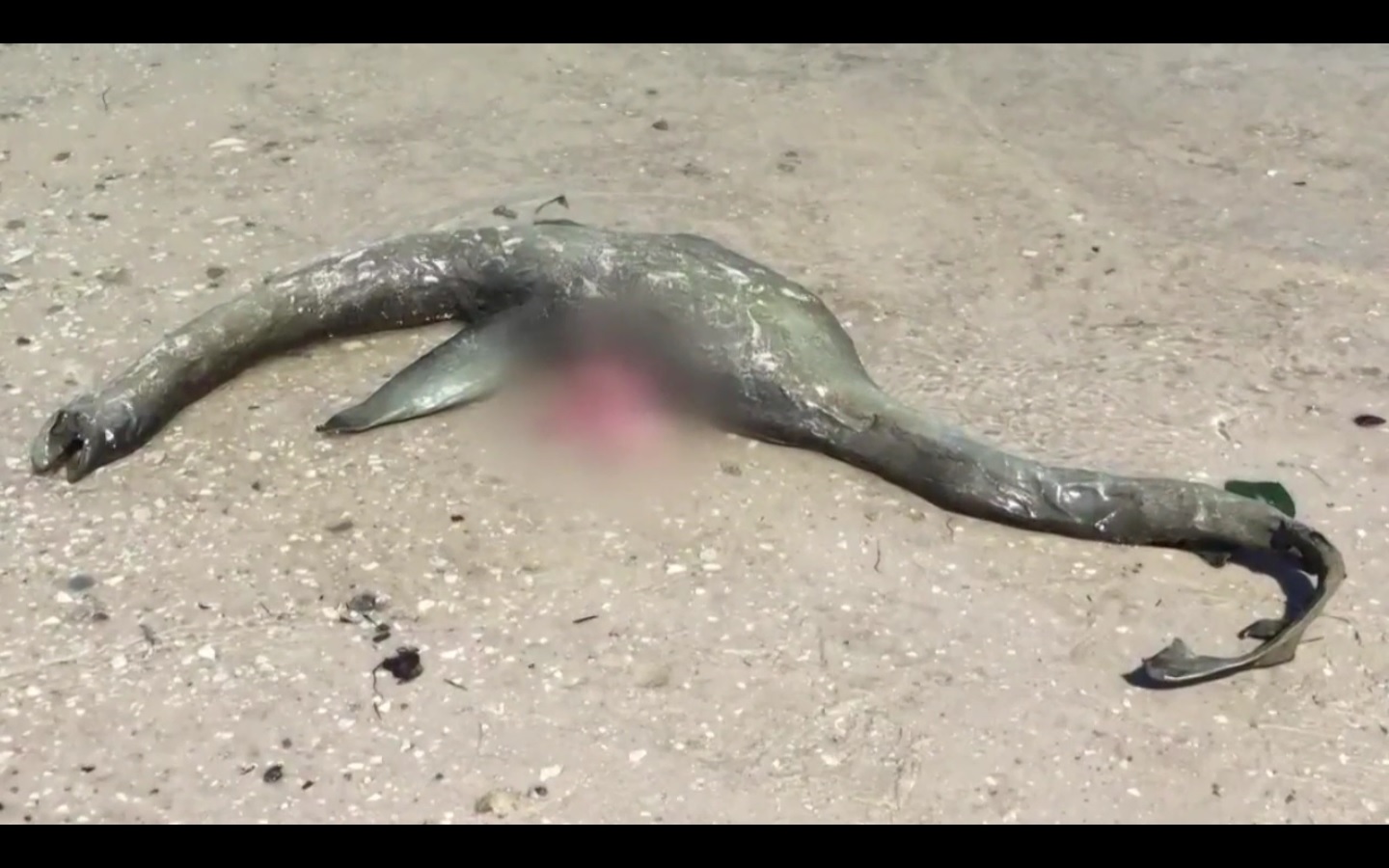 Captura de video Dailymotion.