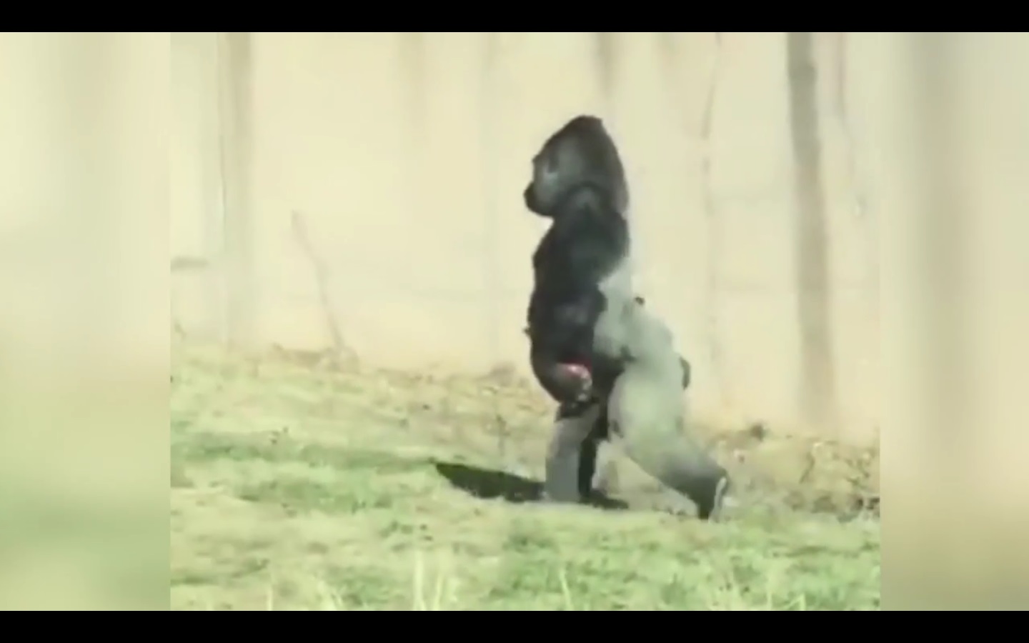 Captura de video Dailymotion.