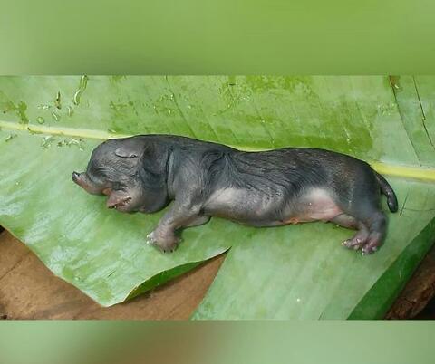 Una vez el animal falleció los propietario lo sepultaron. Foto: Mayra Madrid
