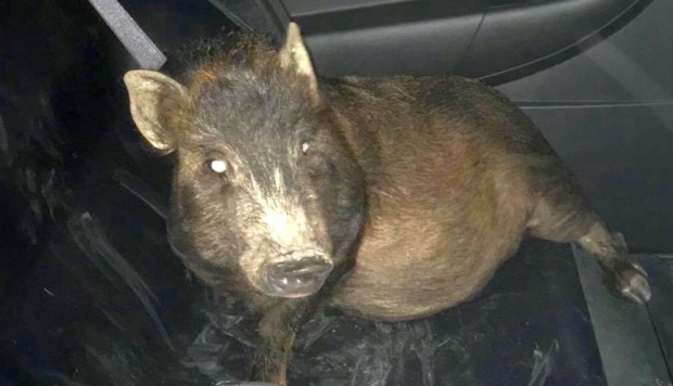 Tal vez el animal confundió al hombre con su dueño. Foto: North Ridgeville Police Department