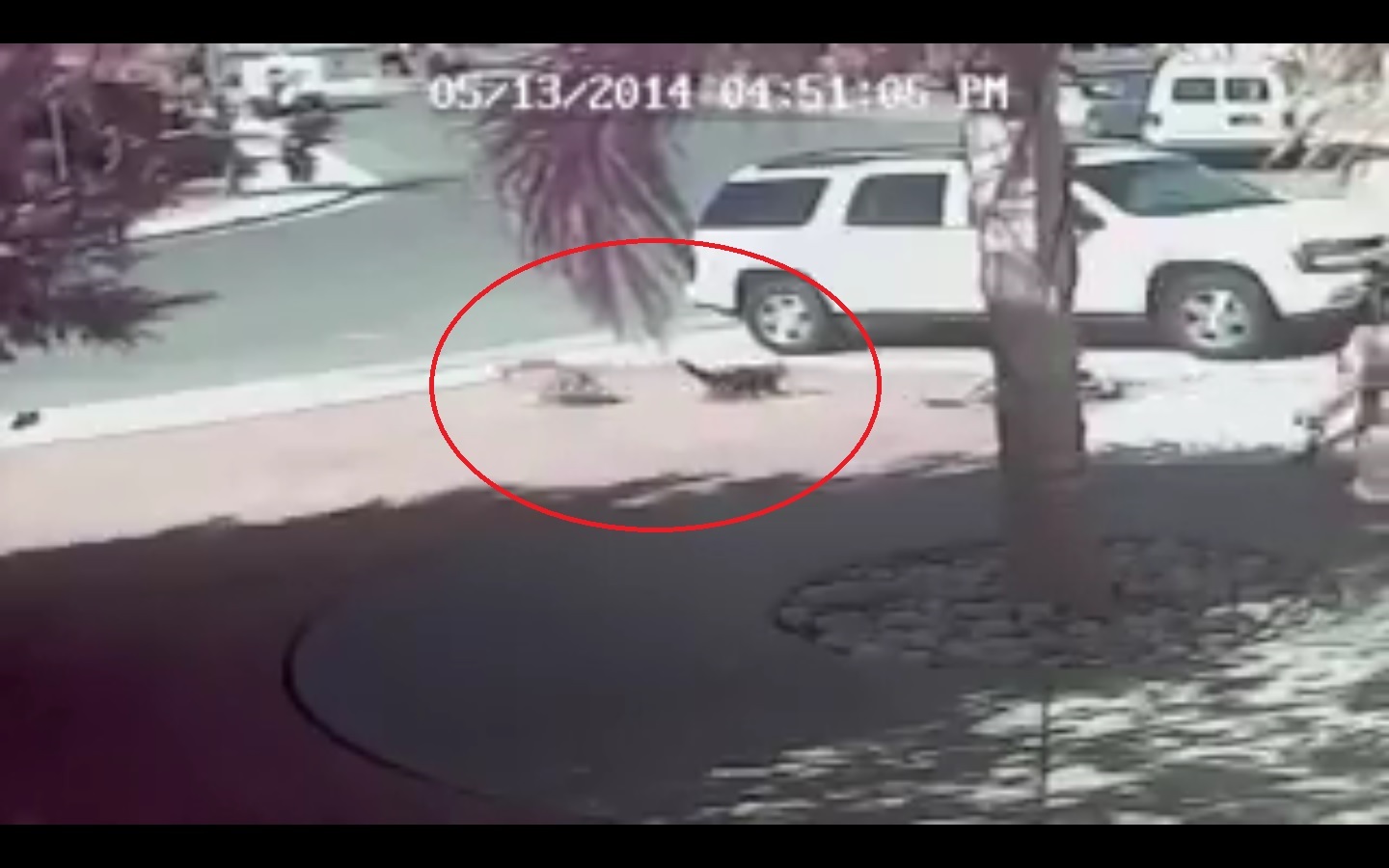 Captura de video redes sociales.