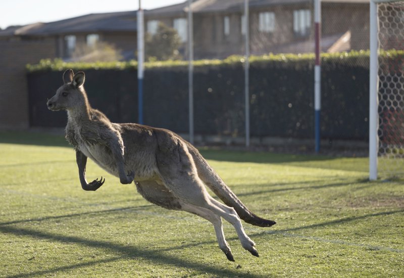 En esta foto del 24 de junio de 2018, un canguro interrumpe la Premier League Femenina entre el Belconnen United y el partido del Canberra FC en Canberra durante más de 30 minutos. (Lawrence Atkin / Capital Football vía AP)