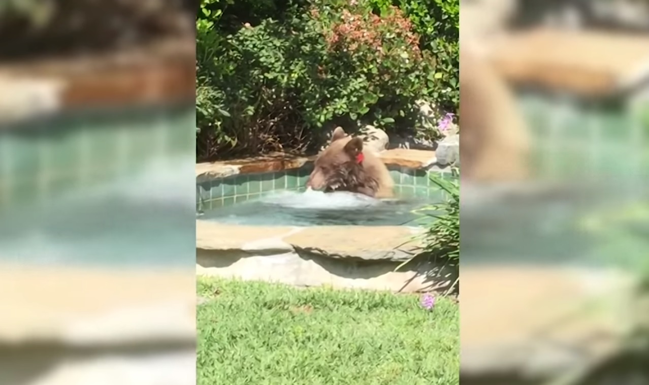 Captura de video Associated Press