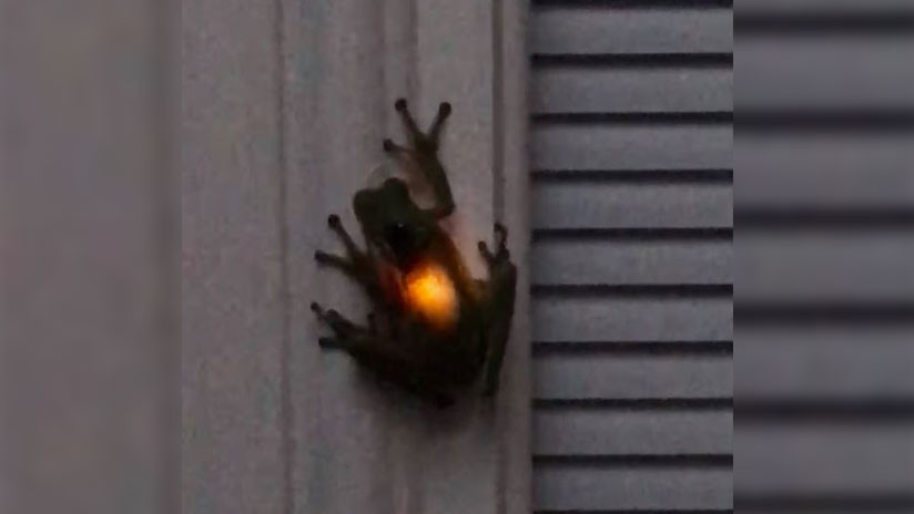 Captura de video Youtube / Shay Horseman