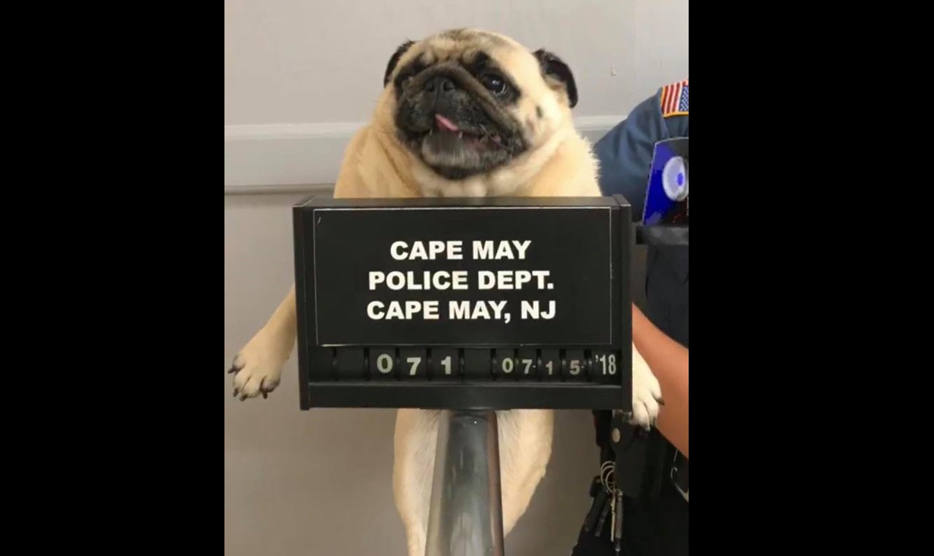 La policía publicó la foto del perro en su cuenta de Facebook con la leyenda: Esto es lo que pasa cuando te vas de casa. Este tipo fue capturado a escondidas en el bloque 1300 en la avenida new jersey. Foto: AP 