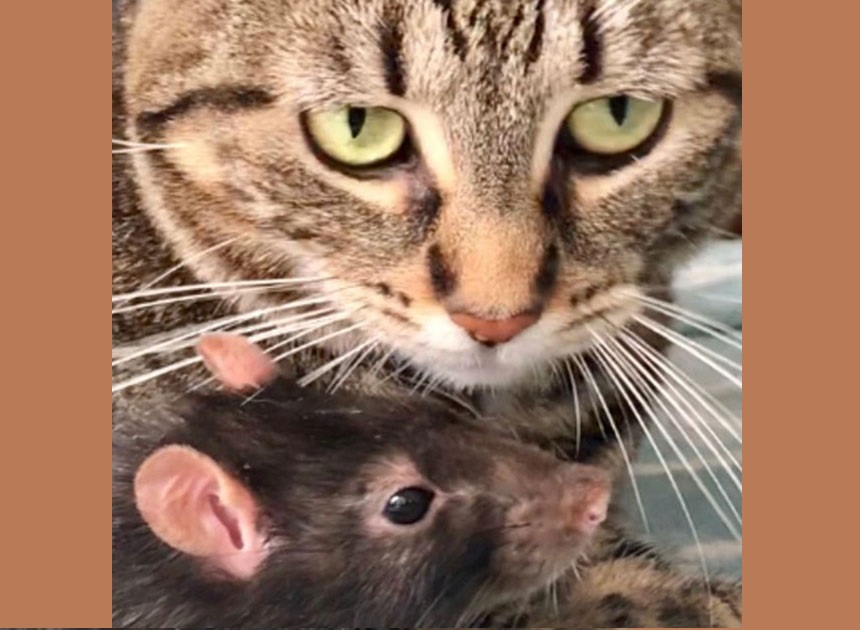 En la imagen los amigos inseparables Bernei y Galaxy. Foto: Instagram