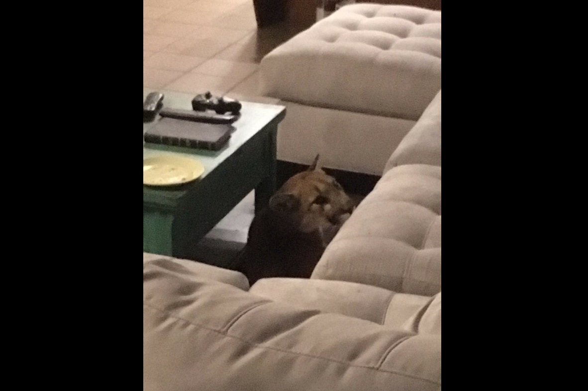 La policía utilizó municiones no letales para asustar al felino. Foto: AP