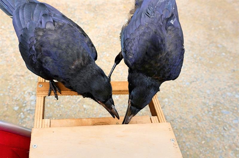 Fotografía facilitada por el Parque Puy du Fou, en el oeste de Francia, que empezó esta semana a emplear un equipo de seis cuervos para recoger los papeles, envases, colillas y otros desechos que los visitantes tiran al suelo. EFE