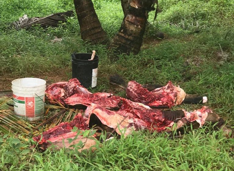 La res fue ubicada descuartizada colocada sobre una hoja de tallo. Foto: Diómedes Sánchez