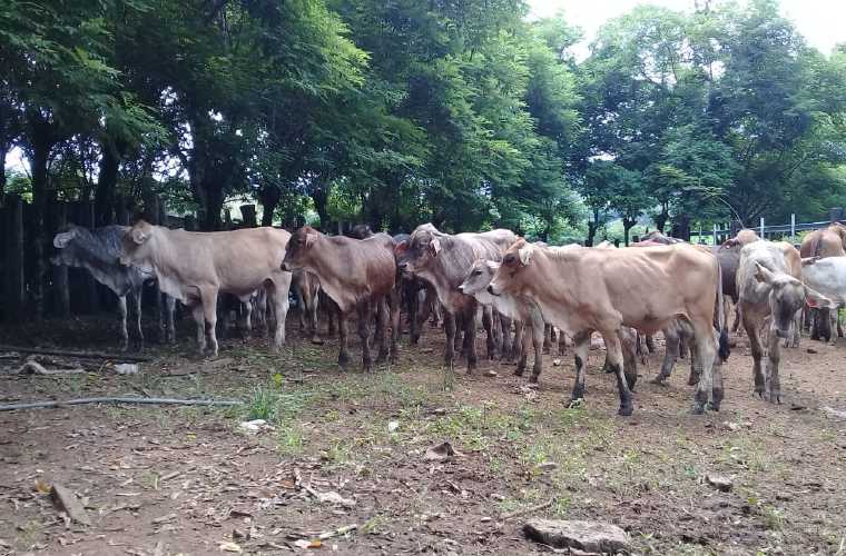 Mientras que en Costa Rica las vacas enfermas son vacunadas contra la brucelosis, en Panamá son sacrificadas. José Vásquez