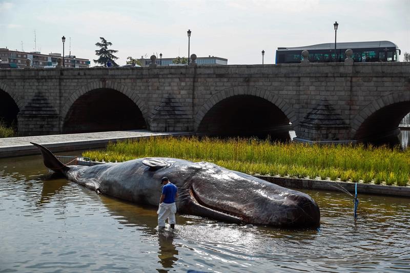 Una instalación artística en el río Manzanares de Madrid denuncia este fin de semana la degradación de los océanos con la escultura a tamaño real de un cachalote varado de 15 metros. EFE