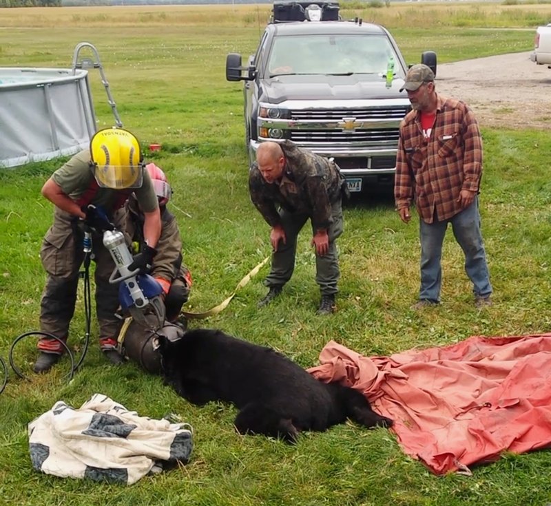 Personal de rescate usa Jaws of Life para liberar a un oso negro después de que su cabeza quedara atrapada dentro de una lata de leche de 10 galones cerca de Roseau, Minn. (Dawn Knutson vía AP