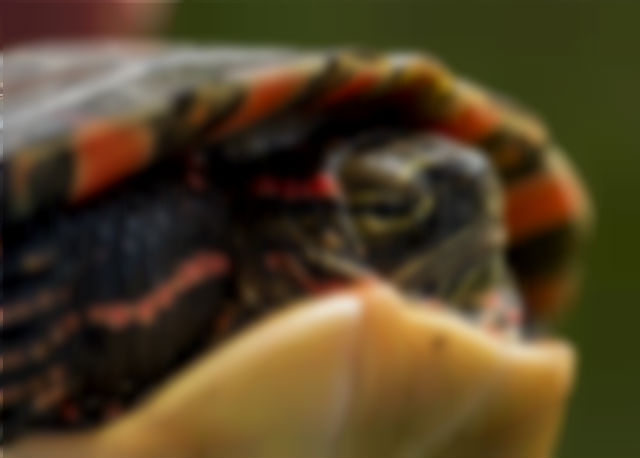 Foto: Ilustrativa - Pixabay