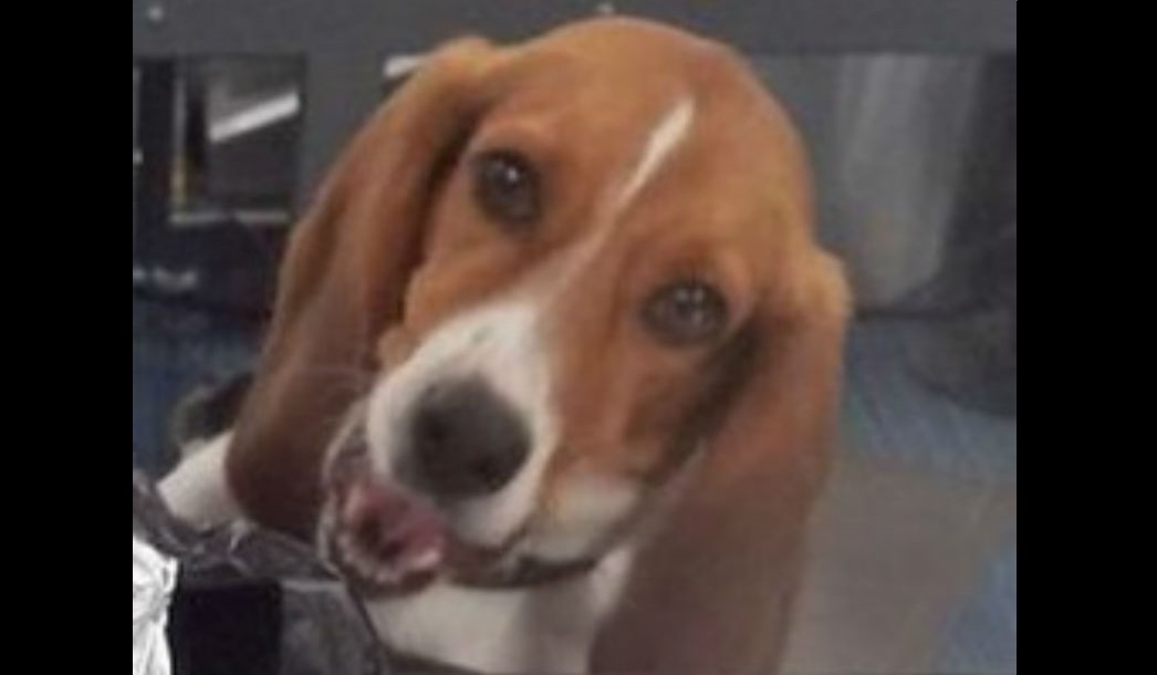 En esta foto proporcionada por la Oficina de Aduanas y Protección Fronteriza de EE. UU., El Detector de Agricultura K-9 de CBP llamado Hardy mira la cabeza de un cerdo asado en el Aeropuerto Internacional Hartsfield-Jackson de Atlanta. AP