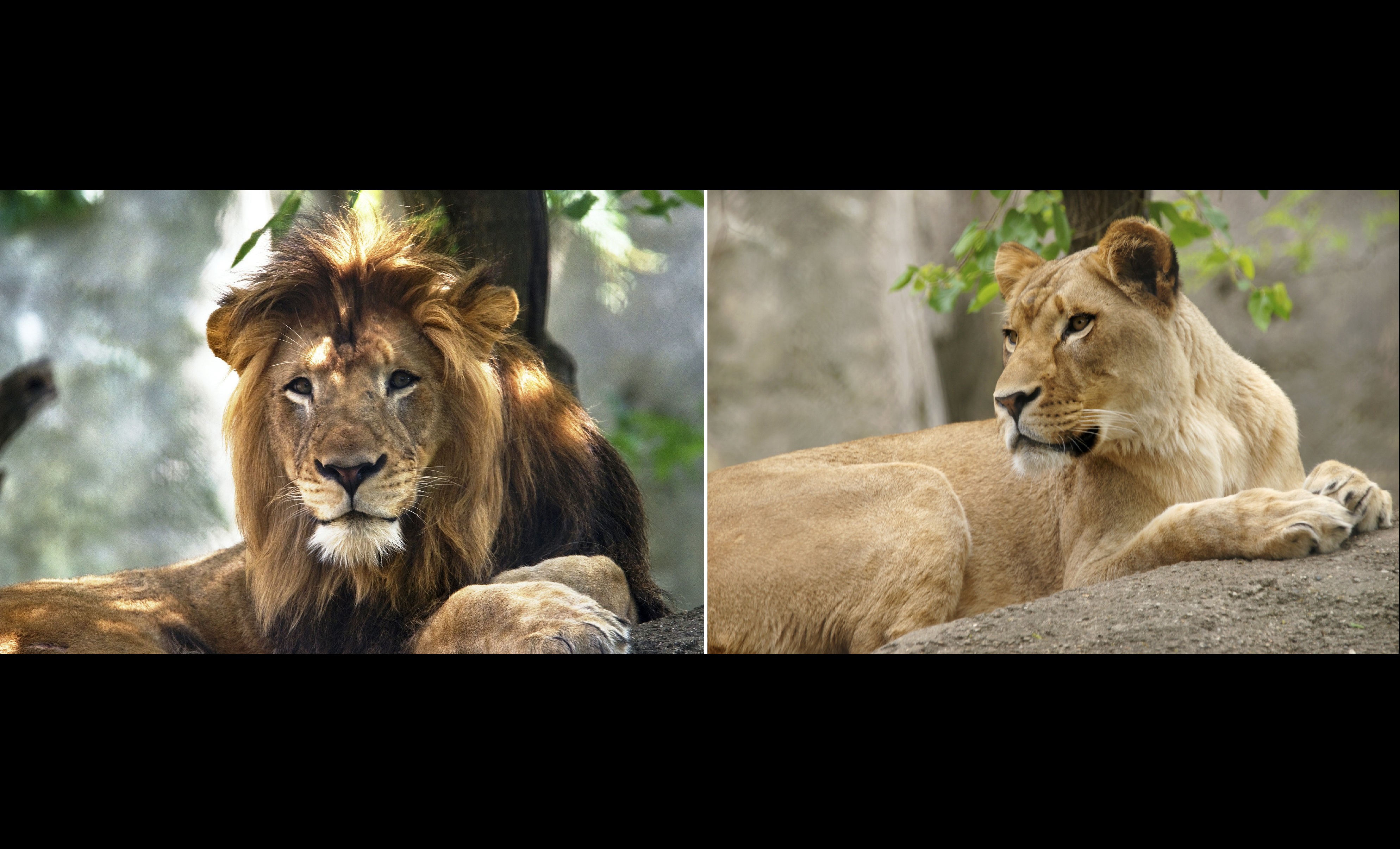 Zuri, atacó a Nyack, un macho de 10 años, en su patio al aire libre. Fotos: AP