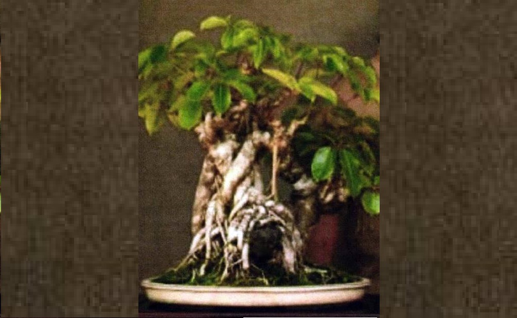 La policía cree que la persona que lo tomó estaba familiarizada con el árbol y sabía su valor. Foto AP