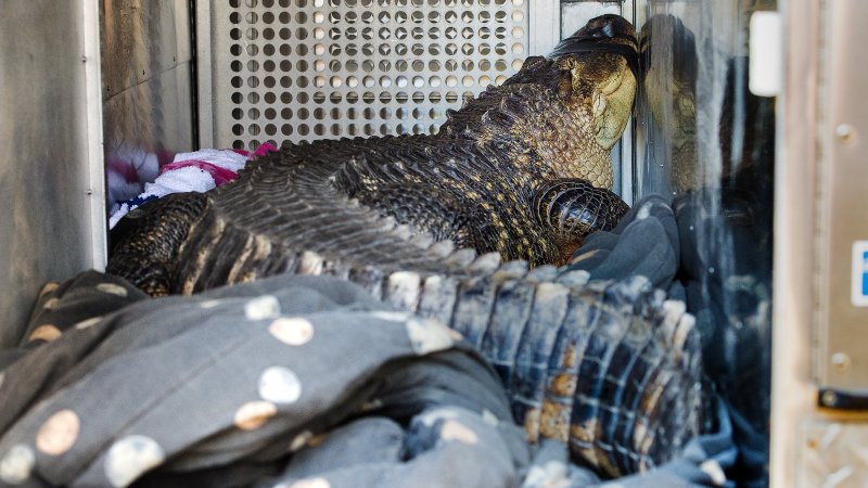 El caimán, llamado bagre, fue encontrado en un jacuzzi por un propietario que desalojaba a un inquilino en Kansas City, Mo. AP