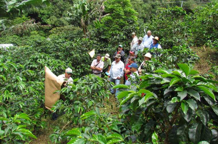 La situación de los productores de café es caótica. Foto: José Vásquez